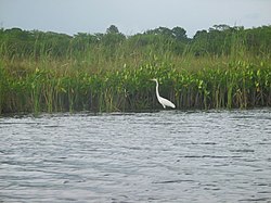 Vida selvagem em Black River, Jamaica.JPG