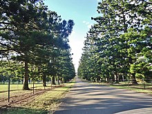 An avenue of hoop pines in Sydney, Australia WilliamLawsonDr.jpg