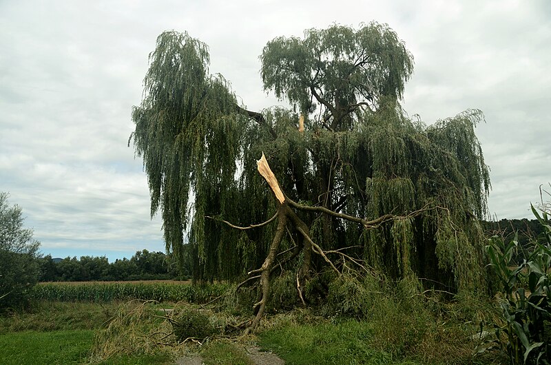 File:Willow tree, wind broken branch.jpg