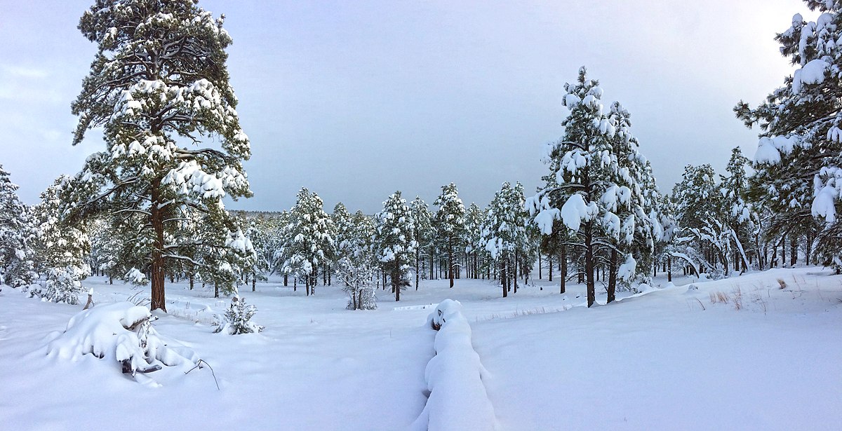 Файл winter. Заповедник Коконино зимой.