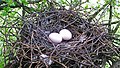 Wood Pigeon Nest 10-04-09 (3651611018).jpg