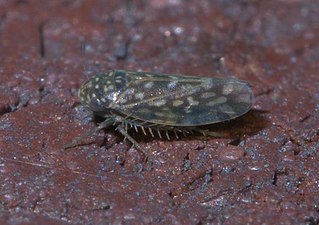 <i>Xestocephalus lunatus</i> Species of true bug