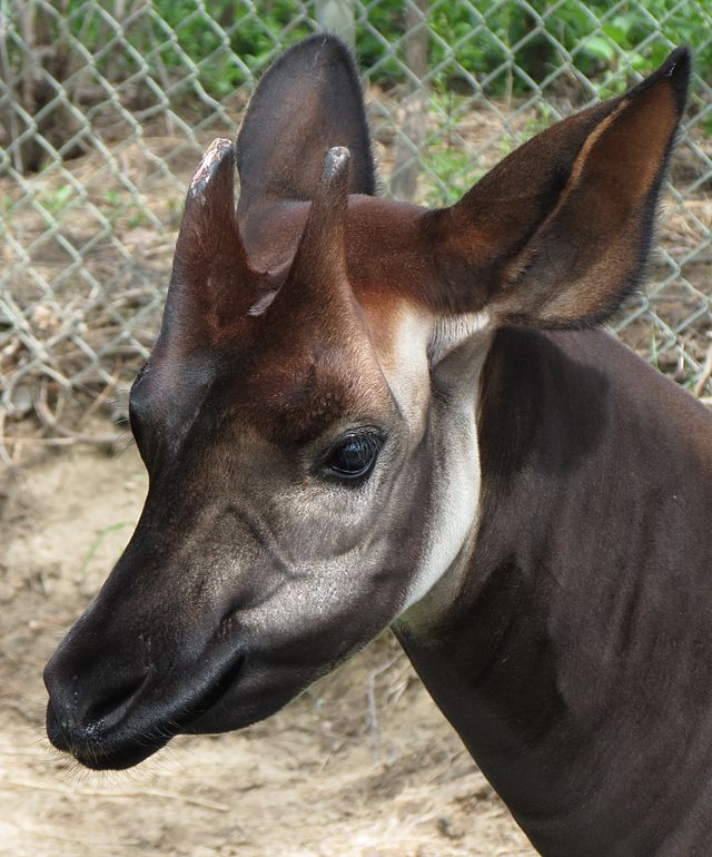 Okapi  San Diego Zoo Animals & Plants