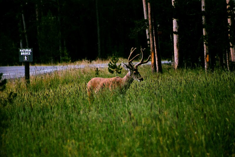 File:Yell muledeer.jpg