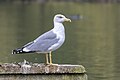 * Nomination A yellow-legged gull (Larus michahellis) --Alexis Lours 07:37, 11 October 2023 (UTC) * Promotion  Support Good quality. --Charlesjsharp 08:18, 11 October 2023 (UTC)