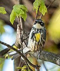 Thumbnail for File:Yellow-rumped warbler in PP (72482).jpg