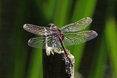 Leucorrhinia pectoralis ♂ Yellow-spotted whiteface