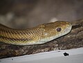 Yellow Rat Snake