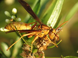 <i>Polistes flavus</i> Species of wasp