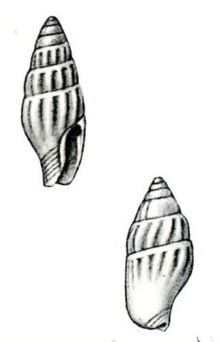 <i>Zafra niasensis</i> Species of gastropod