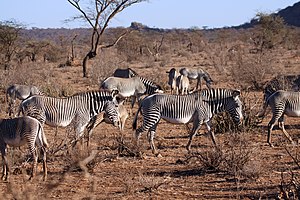 Grevyzebra: Merkmale, Verbreitung, Lebensweise