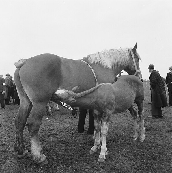 File:Zogend veulen met moeder, Bestanddeelnr 900-8555.jpg