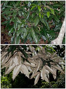 'Red Tulip Oak' - two sides of the foliage.jpg