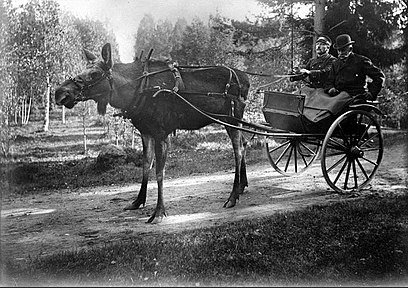 Älgen Stolta en Suède. Elle se fait connaître localement après avoir gagné une course de trot contre des chevaux de course en 1907.