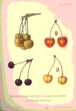 <span class="mw-page-title-main">Royal Ann cherry</span> Variety of edible fruit