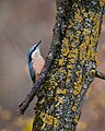 * Nomination Sitta europaea in Chystolivsky ornitologic reserve, Ukraine. By User:Matviyiv.lubomir --Luda.slominska 17:13, 4 July 2024 (UTC) * Promotion Good quality. --ReneeWrites 21:30, 4 July 2024 (UTC)