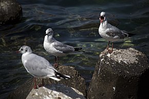Natural soundscapes include natural but non-biological "geophonic" sounds (such as the water of the ocean) and the "biophonic" sounds of animals (such as bird calls). mrG nwrwzy y y`w z khnwdh khkhy'yn Gull 19.jpg