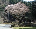 おまき桜（2018年3月31日の開花状況）