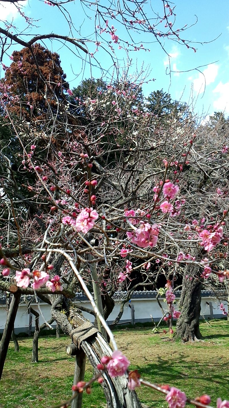 File 八重寒紅の梅の花 Jpg Wikimedia Commons