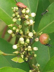 Ly 花山 小橘 (山 小橘) Glycosmis parviflora - Сайкун, Гонконг- (9229880574) .jpg