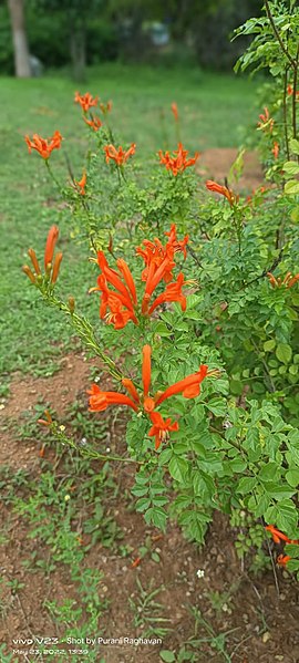 File:-Teco capensis -Garden -Natural -Orange -Flower -Gardening.jpg