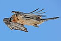 * Nomination Wild bearded vulture (Gypaetus barbatus) in flight at Pfyn-Finges --Giles Laurent 10:32, 19 April 2024 (UTC) * Promotion Good quality. --ReneeWrites 13:14, 19 April 2024 (UTC)