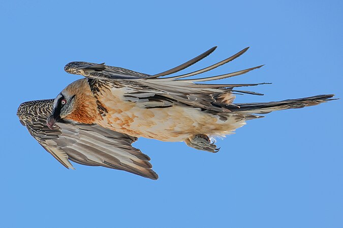 Wild bearded vulture (Gypaetus barbatus) in flight at Pfyn-Finges (Switzerland). Photo by Giles Laurent