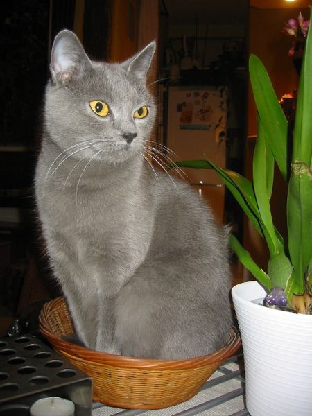 File:0612 chartreux vitscha orsbleus.jpg