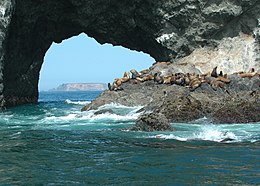 080806 steller sea lions orford reef odfw (14953346928).jpg
