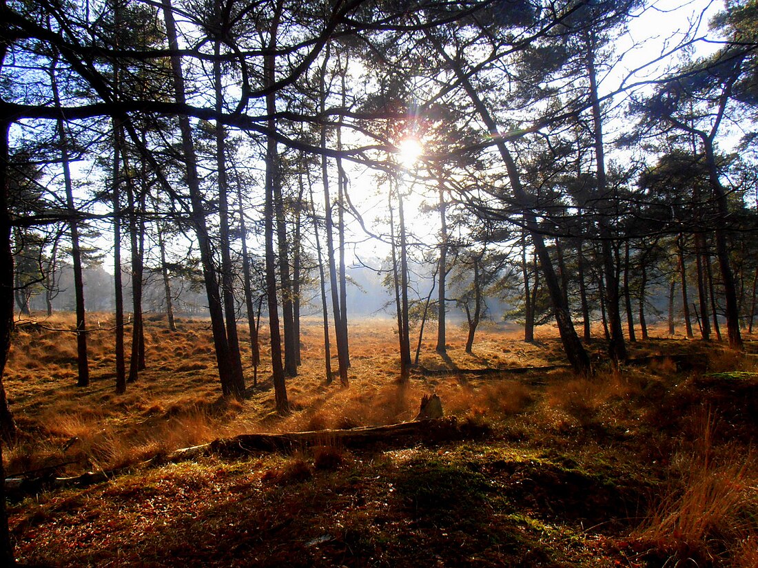 Forêt aux Pays-Bas