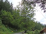 Common beech (Fagus sylvatica)