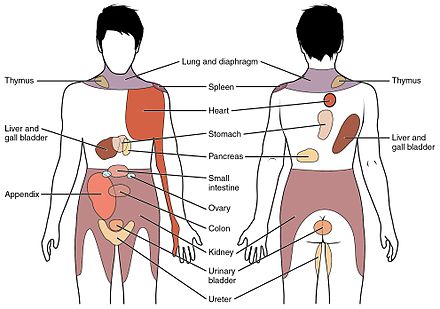 Dermatome Anatomy Wikiwand