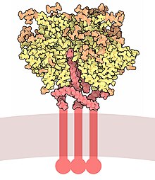 HIVEnvelopeGlycoprotein.jpg