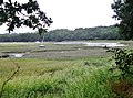 Schorre dans le fond de l'Anse de Penn Foull 2.