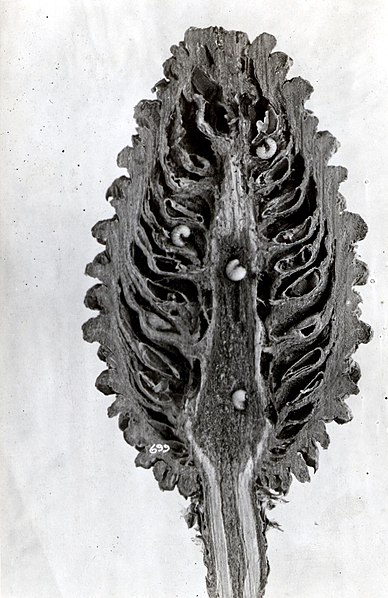 File:1916. Ptinidae larvae. Pinus jeffreyi cone. (26445433699).jpg