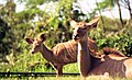 Nyala females 1997