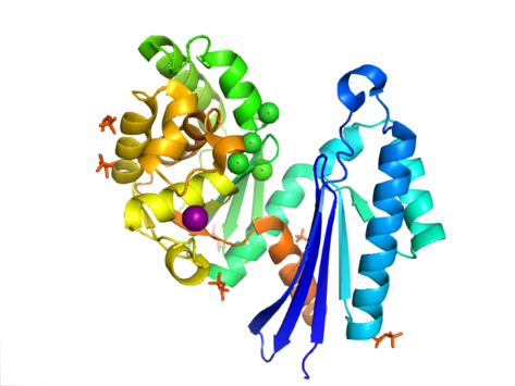 Structural characterization of the Ppx protein family: crystal structure of the Aquifex aeolicus family member. Active site is indicated by the binding of the chlorides (green) and the calcium ion (purple).1T6C 1T6C PPX.png