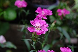 Dianthus