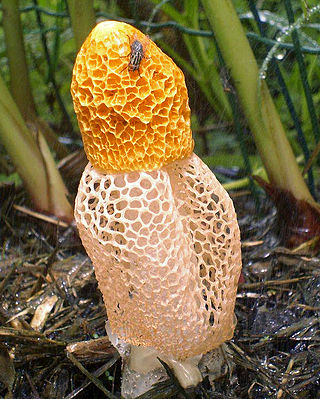 <i>Phallus multicolor</i> Species of stinkhorn fungus