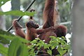 2014 Borneo Luyten-De-Hauwere-Bornean orangutan-07.jpg
