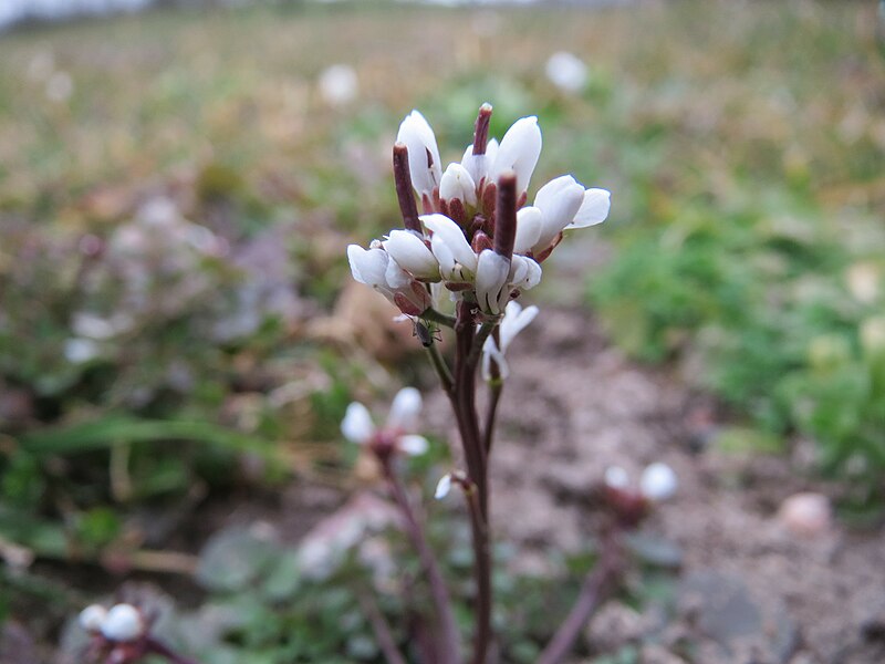 File:20150314Cardamine hirsuta1.jpg