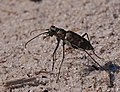 Dünen-Sandlaufkäfer - Cicindela hybrida, auf Ameisenjagd