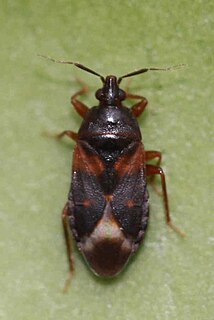 Lyctocoridae Family of true bugs