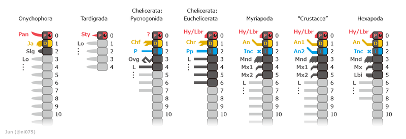File:20191107 Panarthropoda head segments appendages extant en.png