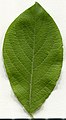 * Nomination Salix caprea. Leaf adaxial side. --Knopik-som 00:30, 8 June 2021 (UTC) * Promotion  Support Good quality. Would be useful to include the EXIF data from the camera. --Tagooty 02:39, 8 June 2021 (UTC)  Comment Thanks! Created by scanography. In the next series of files I will write the scanner model. --Knopik-som 03:35, 8 June 2021 (UTC)