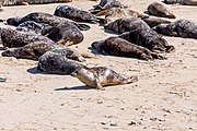 Seals at Horsey Dunes in Norfolk, United Kingdom.