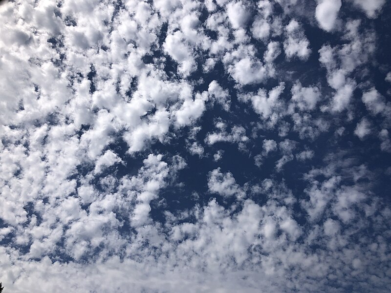 File:2023-09-17 12 41 52 Altocumulus clouds viewed from Tina Drive in the Mountainview section of Ewing Township, Mercer County, New Jersey.jpg