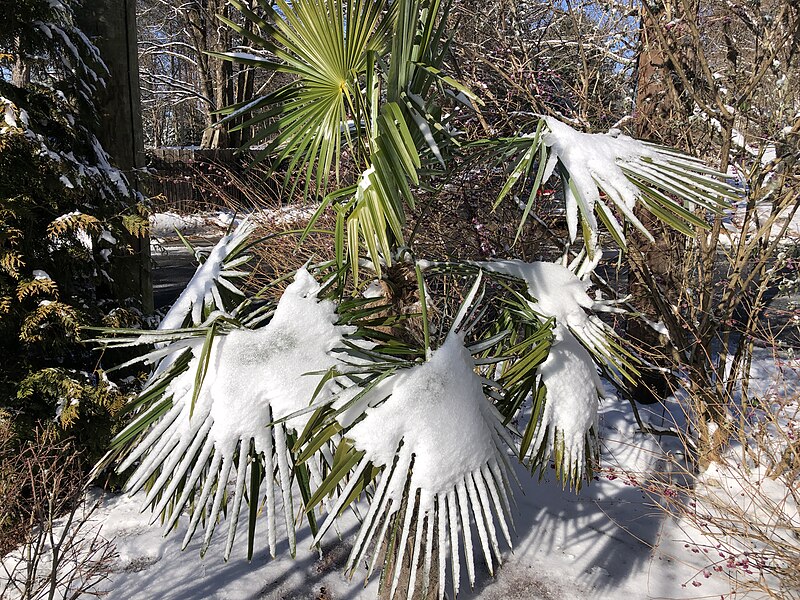 File:2024-01-17 12 16 09 Snow on Chinese windmill palm leaves at Erini Restaurant in the Mountainview section of Ewing Township, Mercer County, New Jersey.jpg