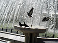 4718 Istanbul - Piccioni su fontana ad Eyüp - Foto G. Dall'Orto 30-5-2006.jpg