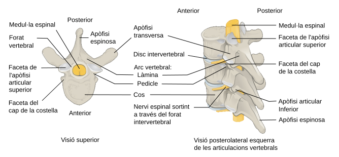 File:718 Vertebra-ca.svg